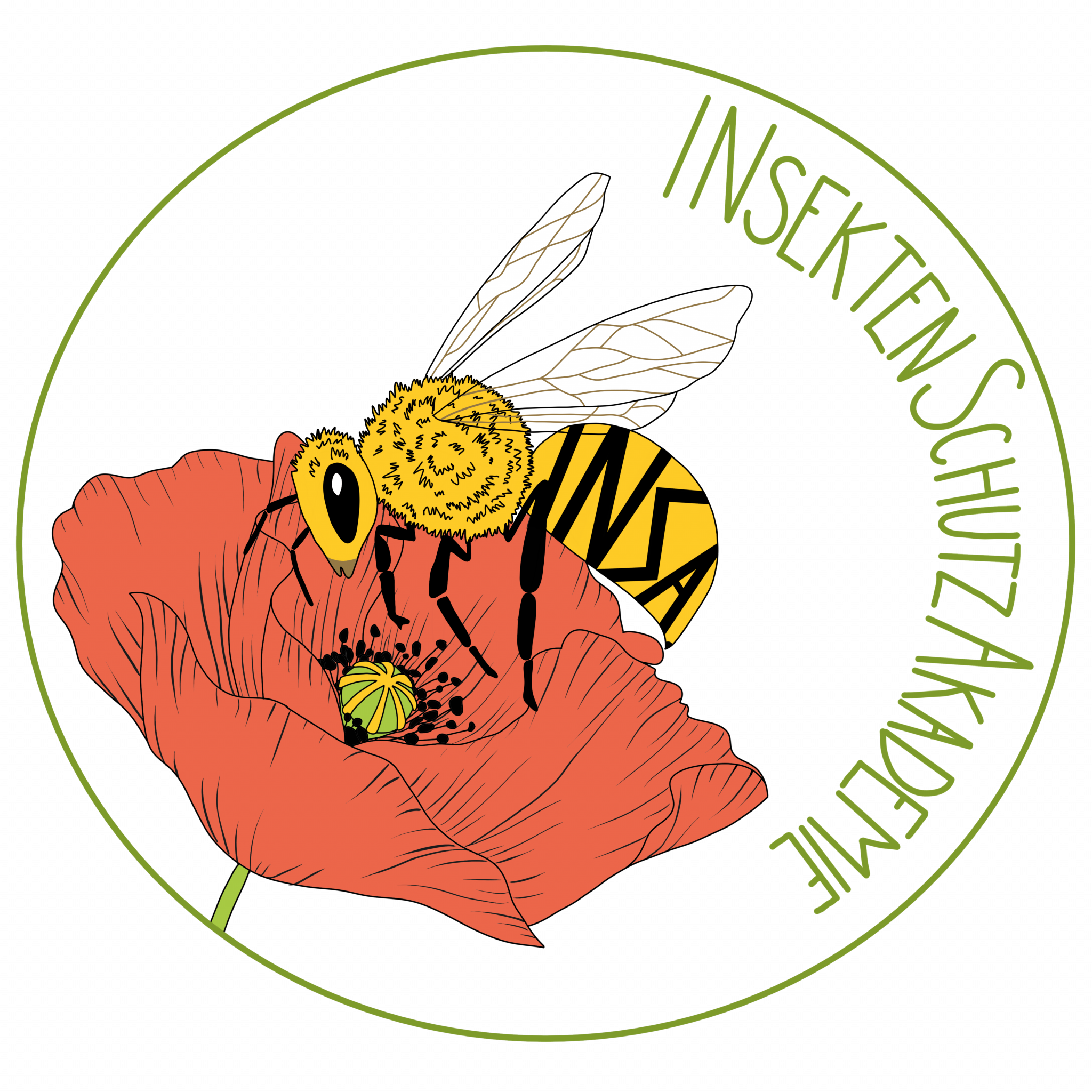 Körperbau von Insekten | INSA