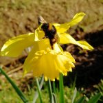 Insekt des Monats März: Dunkle Erdhummel