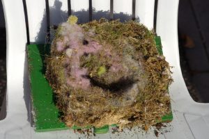 Blaumeisen-Nest