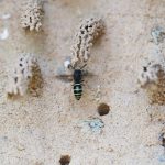 Insekt des Monats Juni: Gemeine Schornsteinwespe