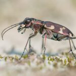 Insekt des Monats Juli: Dünen-Sandlaufkäfer