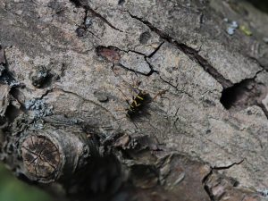 IMG_1266