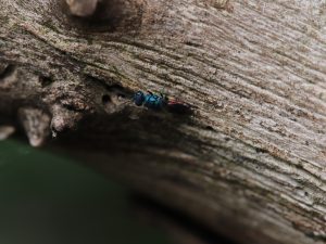 IMG_1337