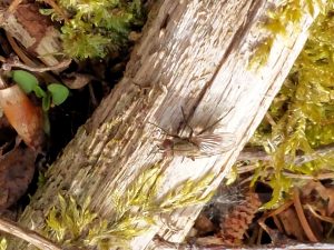 Echte Fliege (Musca autumnalis) 08052021 Dachsbau