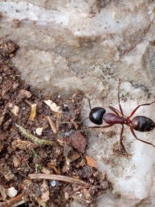 Rossameise (Camponotus chromaiodes) 15052021 Dachsbau